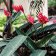 竹芋(竹芋科觀葉植物)