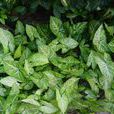 白蝶合果芋 白蝶合果芋