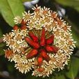 蜜囊花科 蜜囊花科