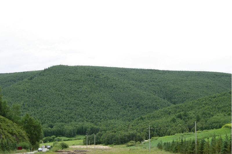 瀋河林場 瀋河林場