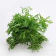 蓬蒿(植物名) 蓬蒿(植物名)