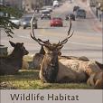 Wildlife Habitat Conservation