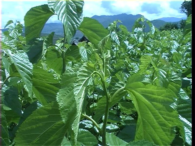 團桑6號 團桑6號