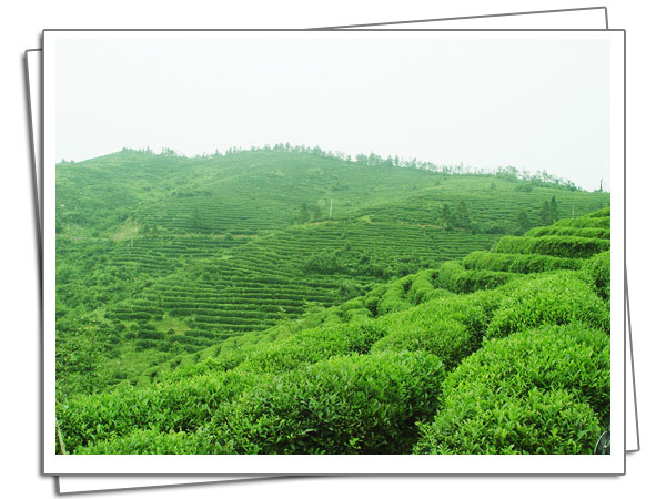 試驗區茶產業