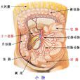 小腸(人體器官)