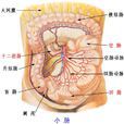 小腸(人體器官) 小腸(人體器官)