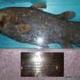 總鰭魚 總鰭魚