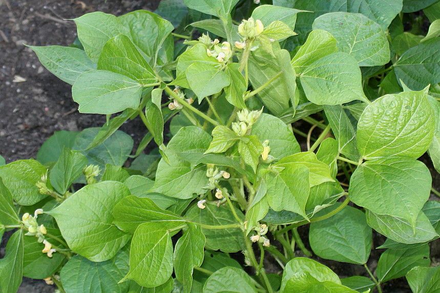 黑吉豆(黑綠豆) 黑吉豆(黑綠豆)