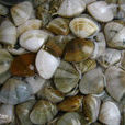 西施舌(海產殼類) 西施舌(海產殼類)