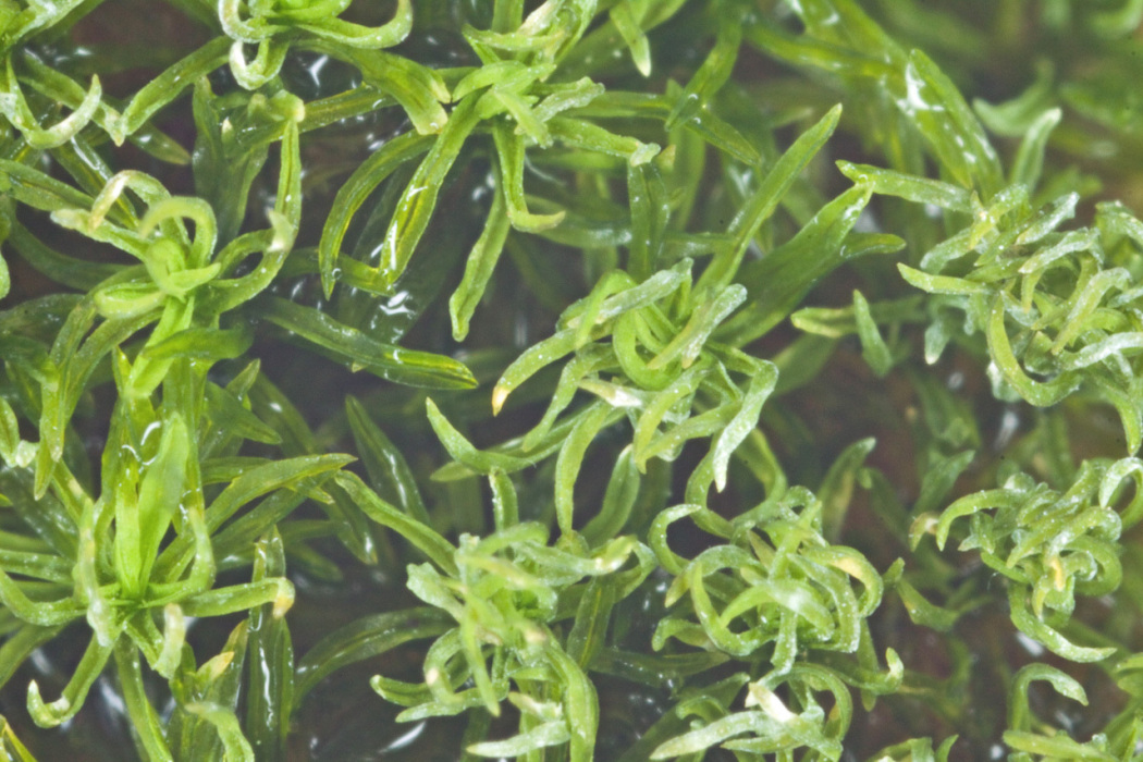 大叢蘚屬 大叢蘚屬