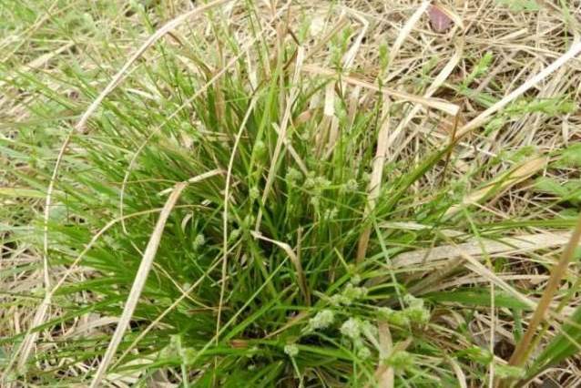 少花薹草 少花薹草