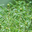 化香樹葉 化香樹葉