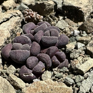 Stomatium suaveolens