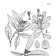 華葵潤楠 華葵潤楠