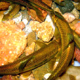 泰山赤鱗魚(螭霖魚)