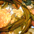 泰山赤鱗魚(螭霖魚) 泰山赤鱗魚(螭霖魚)