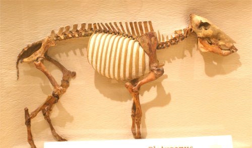 平頭豬骨骼化石