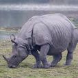 獨角犀屬(Rhinoceros)