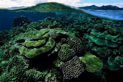 太平洋珊瑚礁