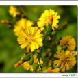 綿毛黃鵪菜 綿毛黃鵪菜