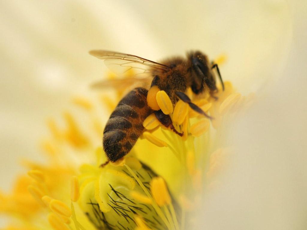 蜜蜂效應