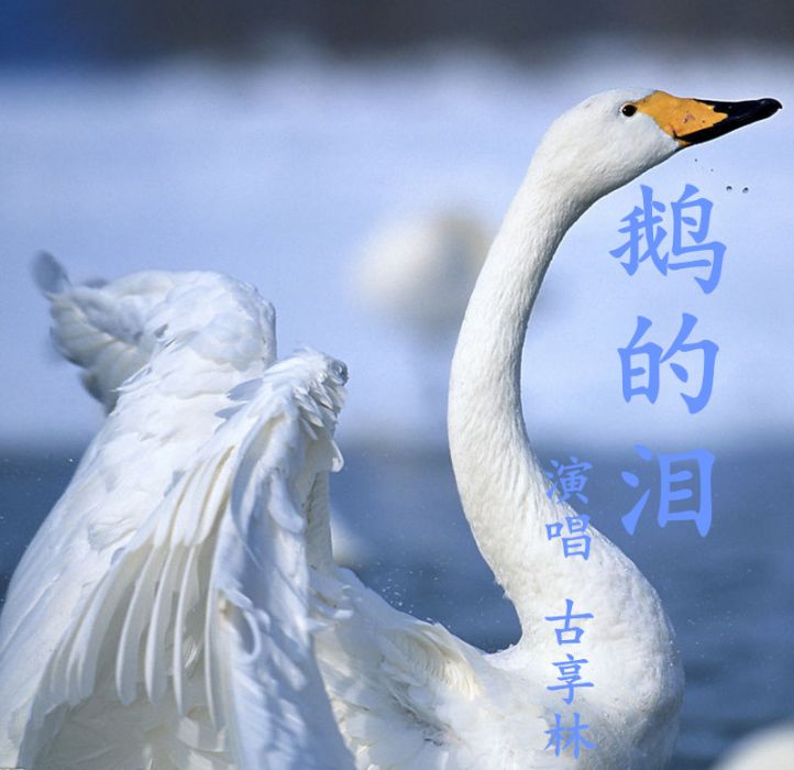 鵝的淚 鵝的淚