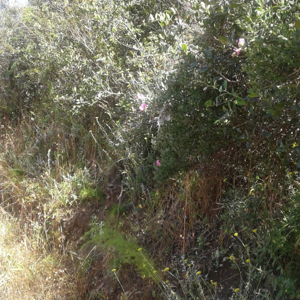 Podalyria variabilis