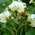 繡球薔薇 繡球薔薇