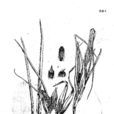 小露兜 小露兜