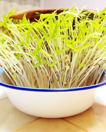 水發豆芽 水發豆芽