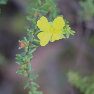 Hibbertia serpyllifolia
