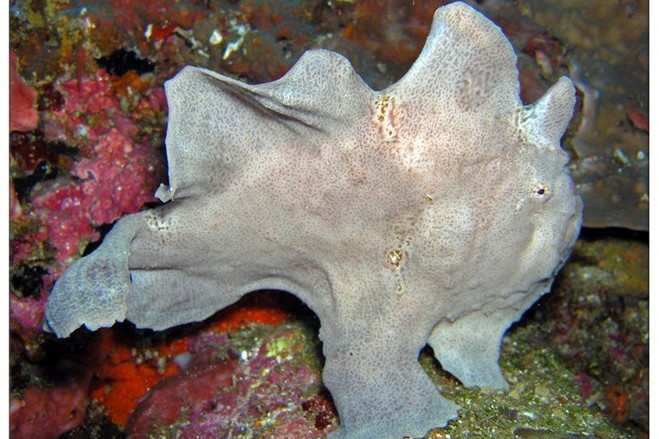 裸身躄魚屬 裸身躄魚屬
