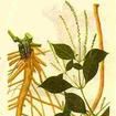 麻牛膝(麻牛膝) 麻牛膝(麻牛膝)