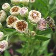 闊苞菊 闊苞菊