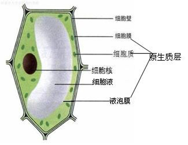 原生質(細胞內生命物質的總稱)