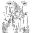 黑苞匹菊 黑苞匹菊