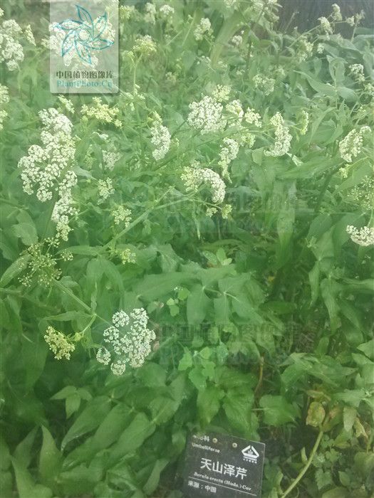 天山澤芹 天山澤芹