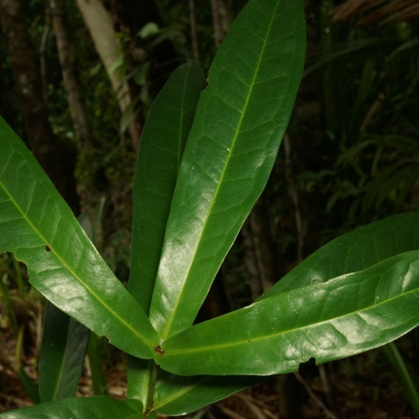 Panopsis acostana