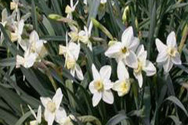 Narcissus \x27Easter Morn\x27