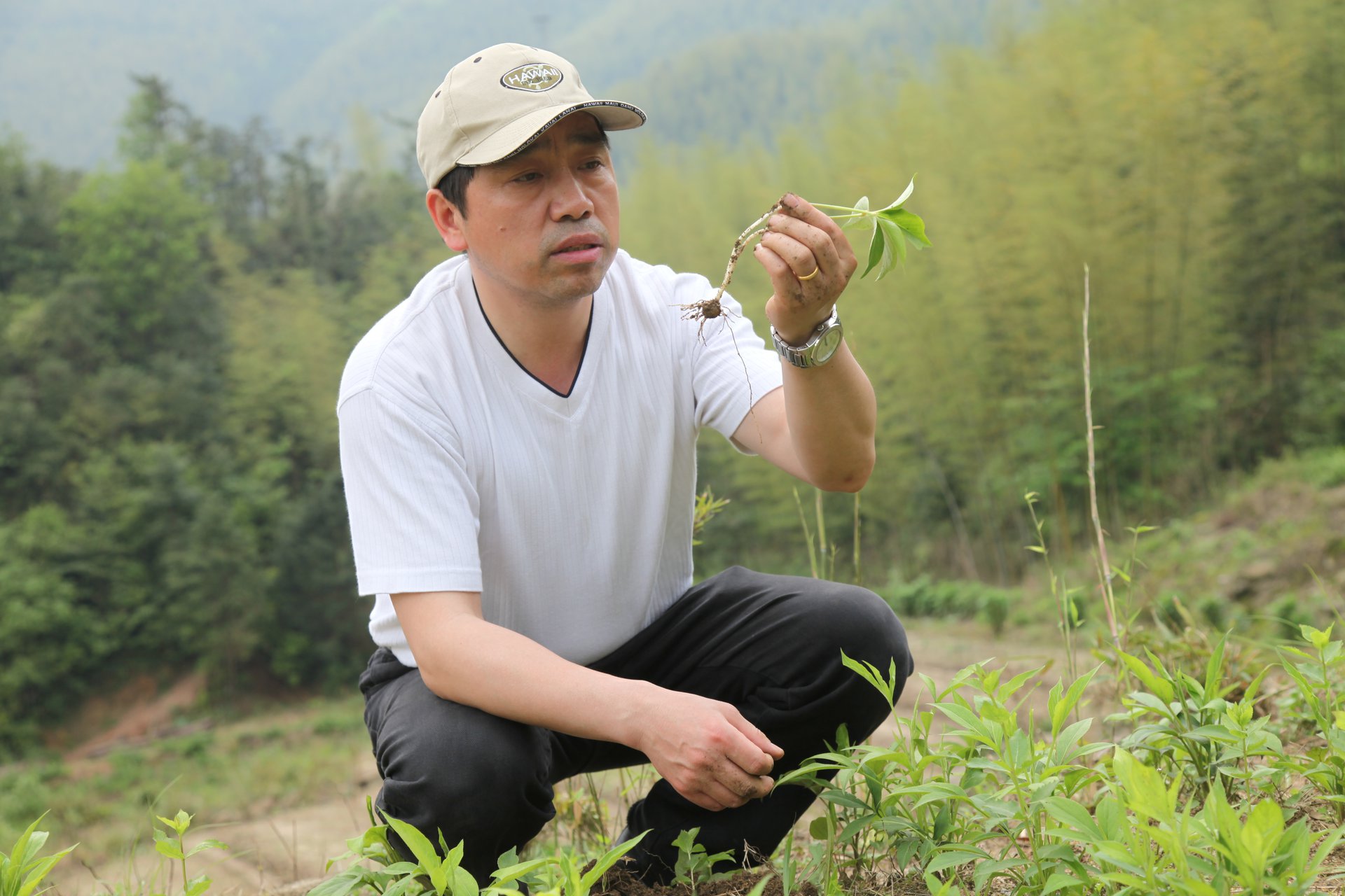 鐘文君博士在田頭察看中藥材生長情況