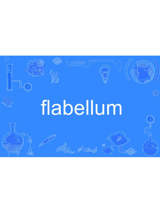 flabellum flabellum
