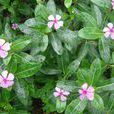 四帶芹屬 四帶芹屬