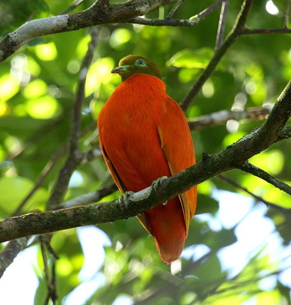 橙色果鳩 橙色果鳩