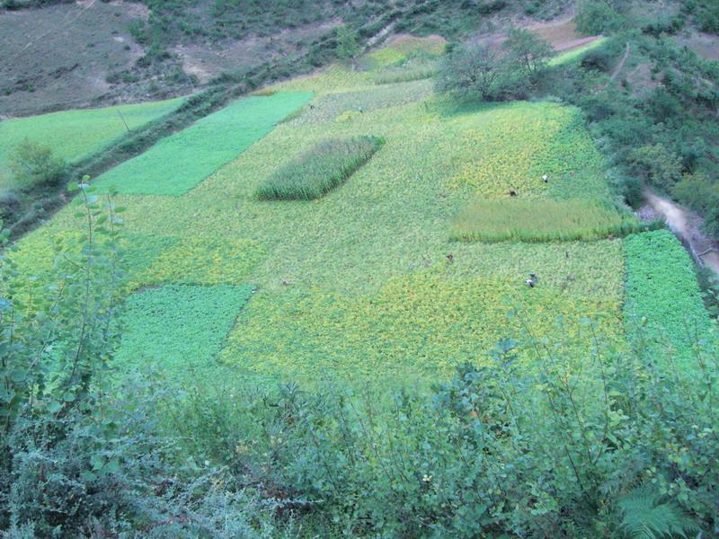 羅通龍村 羅通龍村