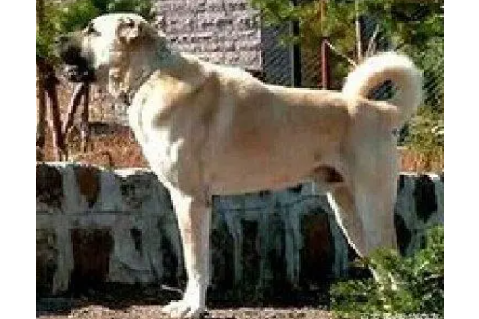 康加犬 康加犬