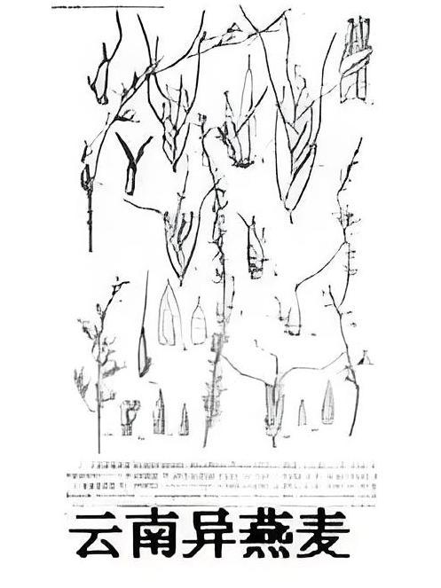 雲南山燕麥 雲南山燕麥