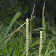 粉條兒菜亞科