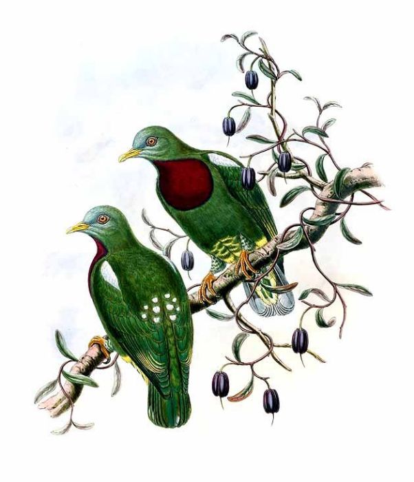 白頭果鳩 白頭果鳩