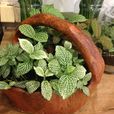 網紋草 網紋草