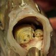 縮頭魚虱 縮頭魚虱